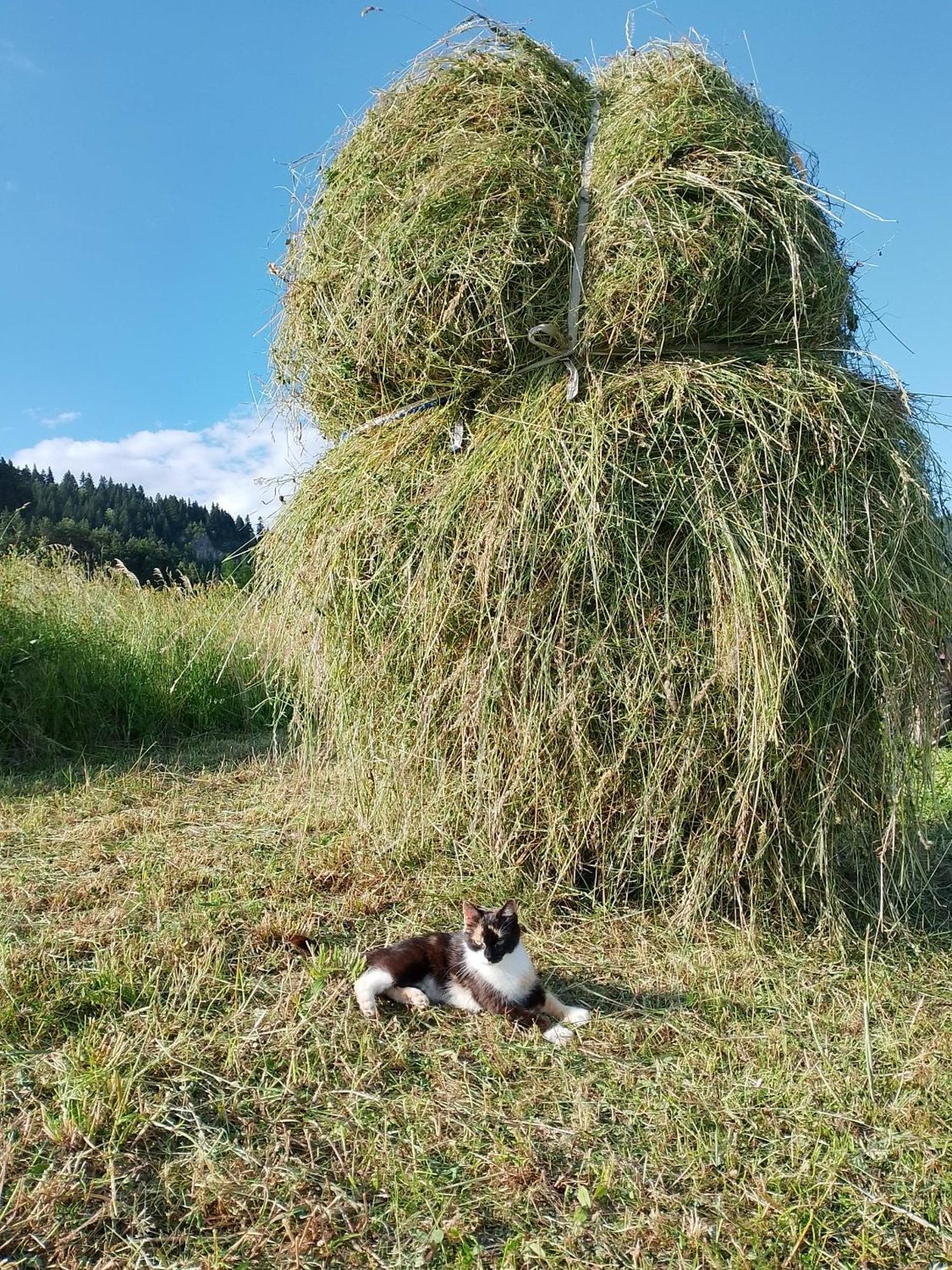 Bauernhof Pod Zamczyskiem
